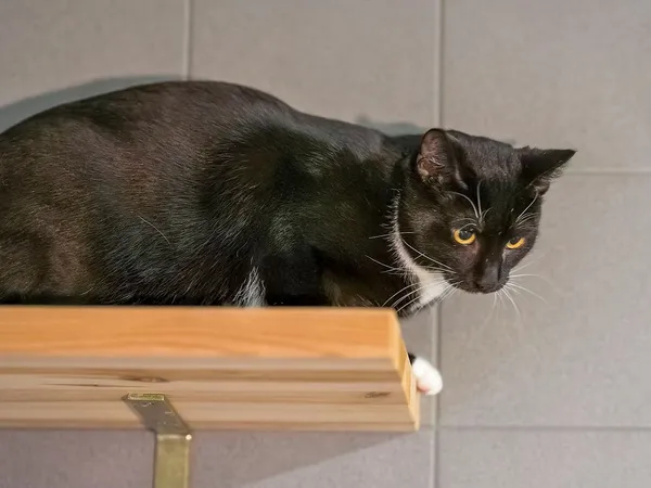 Kot do adopcji, Sopot, 11 stycznia 2026 (1/4)