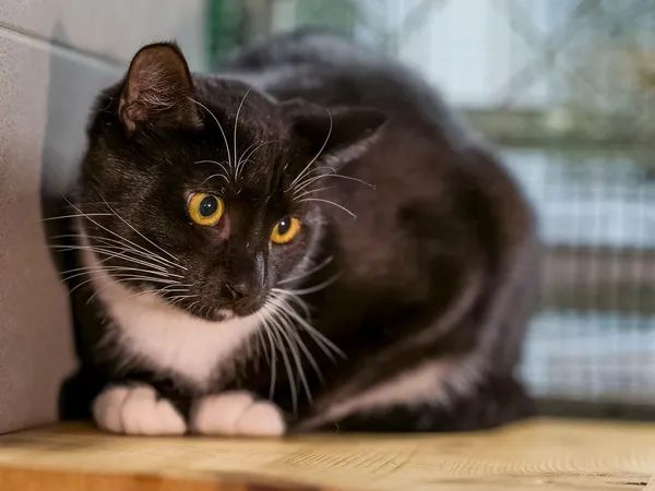 Kot do adopcji, Sopot, 11 stycznia 2026 (2/4)