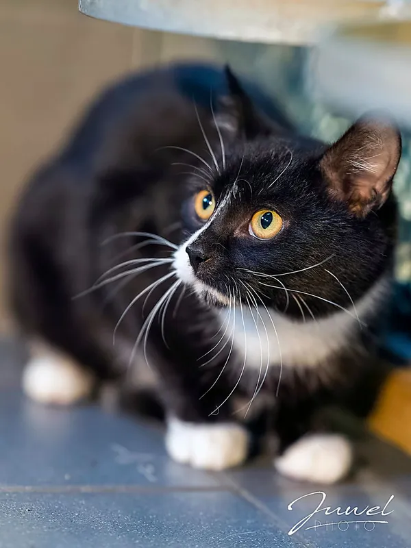 Kot do adopcji, Sopot, 11 stycznia 2026 (1/3)