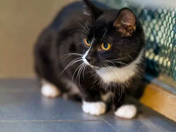 Kot do adopcji, Sopot, 11 stycznia 2026 (2/3)