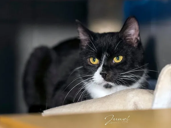 Kot do adopcji, Sopot, 11 stycznia 2026 (3/3)