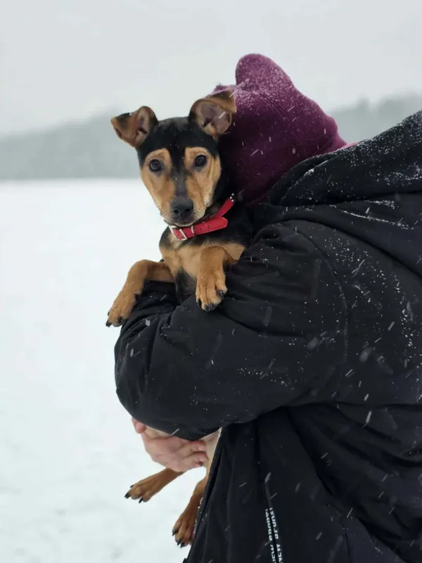 Pies do adopcji, Radom, 12 stycznia 2026 (2/4)