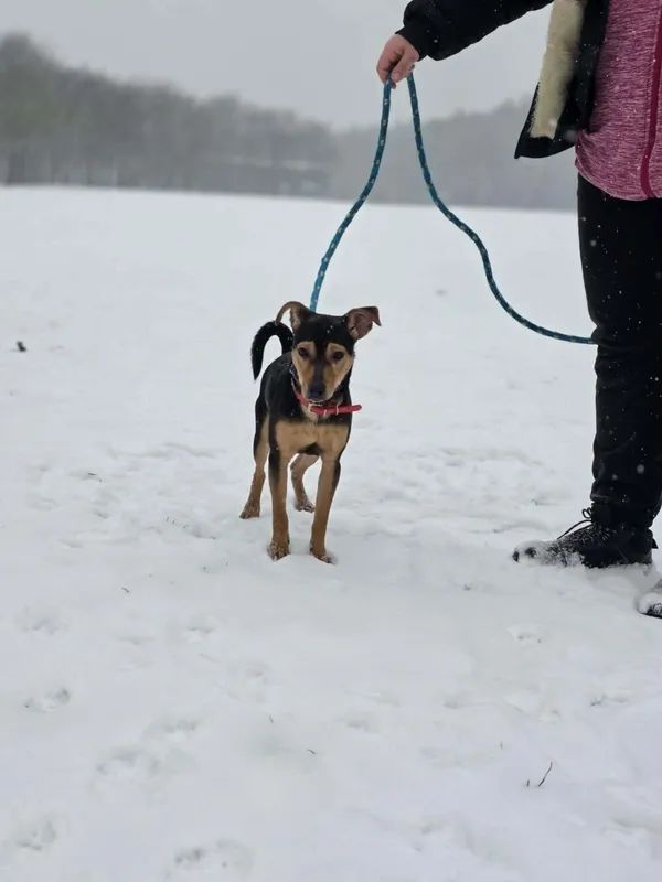 Pies do adopcji, Radom, 12 stycznia 2026 (3/4)