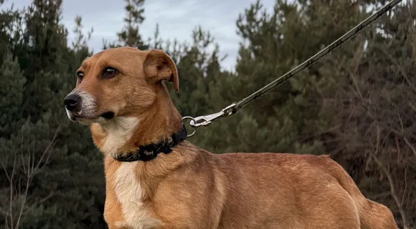 Pies do adopcji, Pieczyska, 11 stycznia 2026 (1/5)