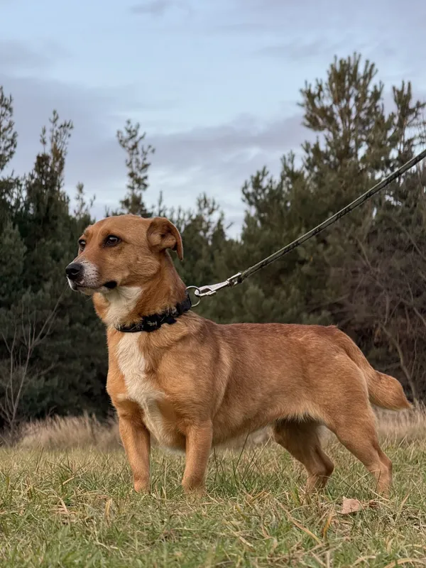 Pies do adopcji, Pieczyska, 11 stycznia 2026 (2/5)