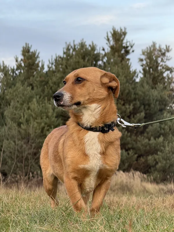 Pies do adopcji, Pieczyska, 11 stycznia 2026 (4/5)