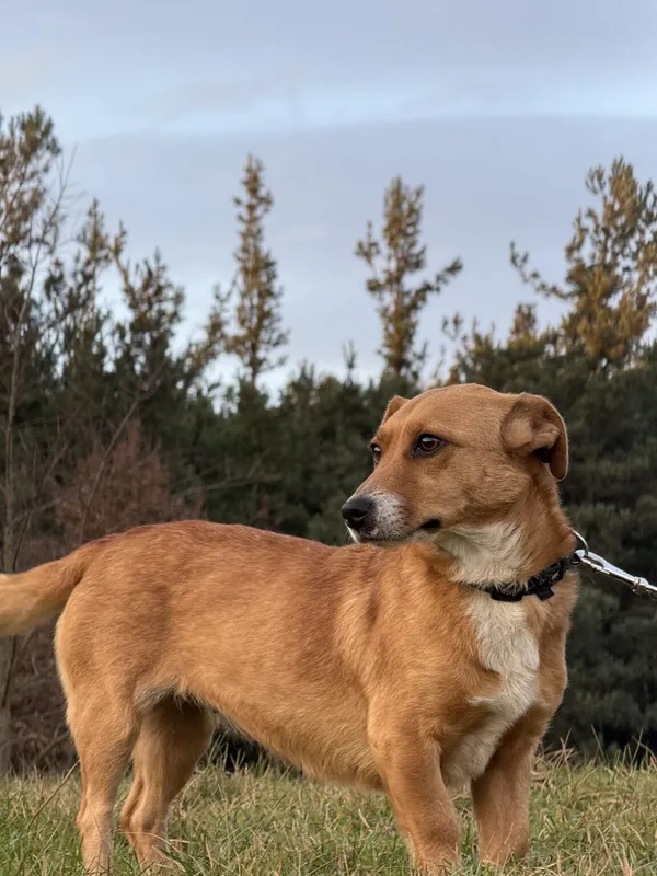 Pies do adopcji, Pieczyska, 11 stycznia 2026 (5/5)