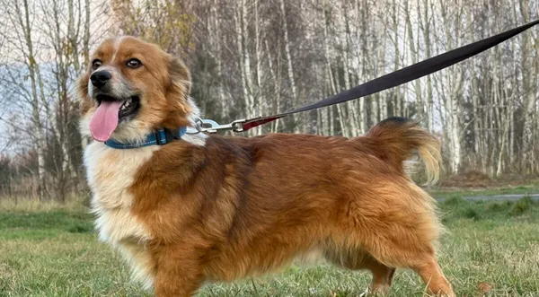 Pies do adopcji, Pieczyska, 11 stycznia 2026 (1/5)