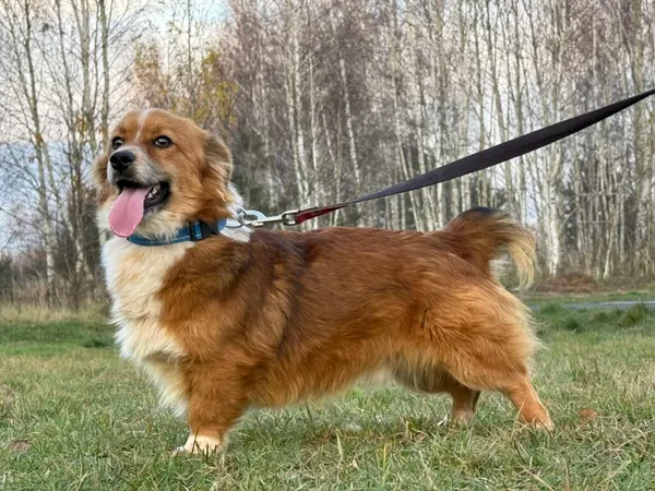 Pies do adopcji, Pieczyska, 11 stycznia 2026 (2/5)