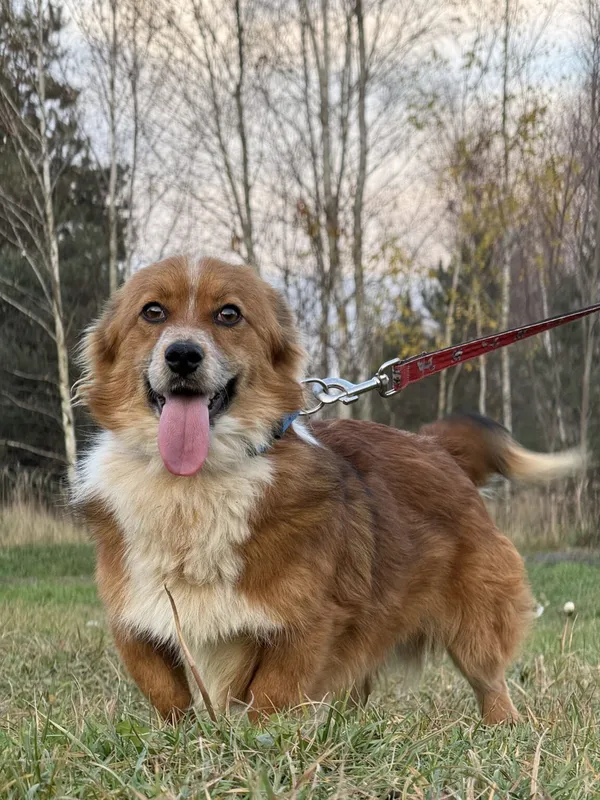 Pies do adopcji, Pieczyska, 11 stycznia 2026 (3/5)