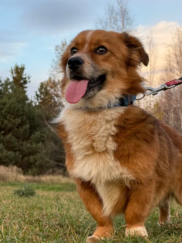 Pies do adopcji, Pieczyska, 11 stycznia 2026 (4/5)