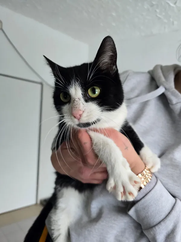 Kot do adopcji, Czartki, 12 stycznia 2026 (1/2)