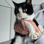 Kot do adopcji