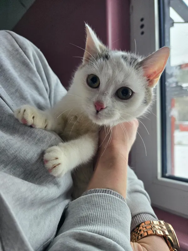 Kot do adopcji, Czartki, 12 stycznia 2026 (1/2)