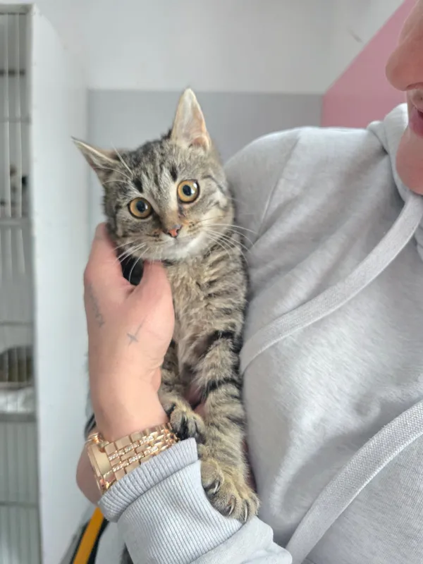 Kot do adopcji, Czartki, 12 stycznia 2026 (3/5)