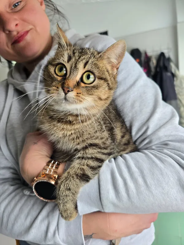 Kot do adopcji, Czartki, 12 stycznia 2026 (1/4)