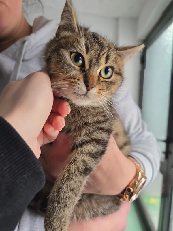 Kot do adopcji, Czartki, 12 stycznia 2026 (2/4)