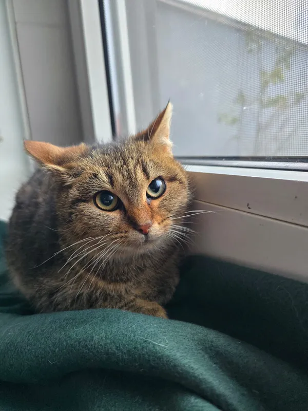 Kot do adopcji, Czartki, 12 stycznia 2026 (1/2)