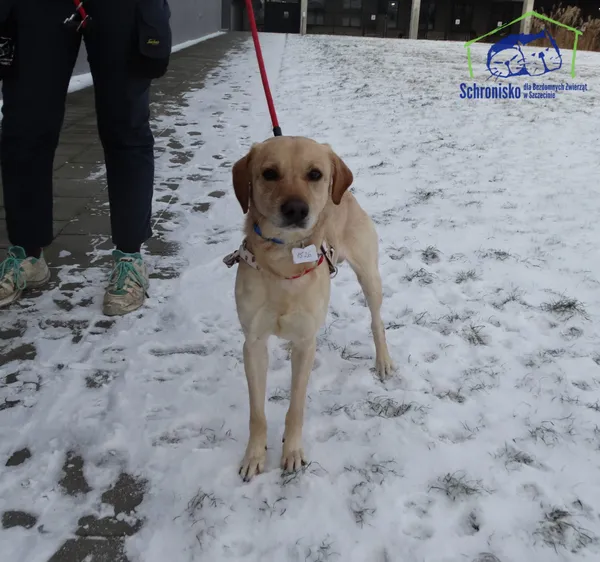 Znaleziono psa, Szczecin, 10 stycznia 2025 (2/3)