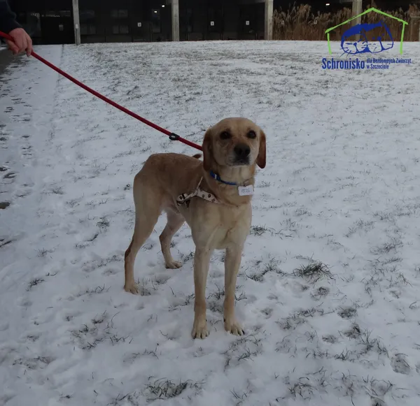 Znaleziono psa, Szczecin, 10 stycznia 2025 (3/3)