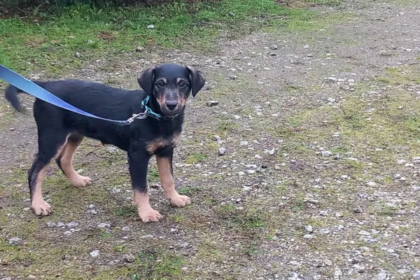 Pies do adopcji, Henrykowo, 2 grudnia 2025