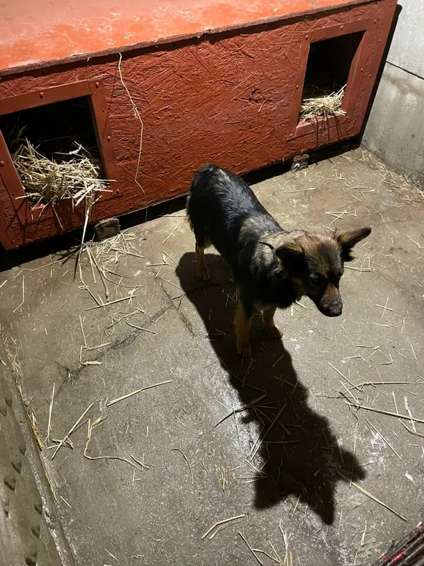 Pies do adopcji, Zgierz, 11 stycznia 2026 (2/3)