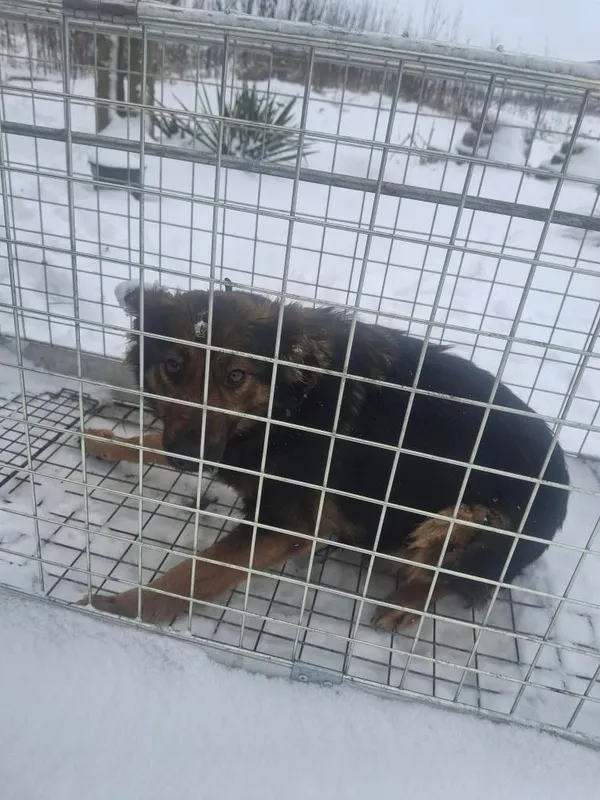 Pies do adopcji, Zgierz, 11 stycznia 2026 (3/3)