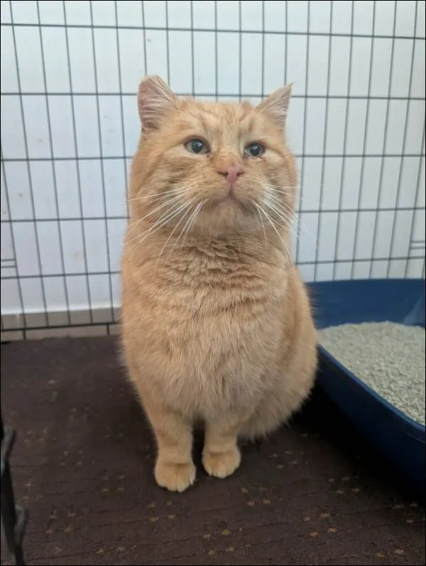 Znaleziono kota, Grudziądz, 12 stycznia 2026