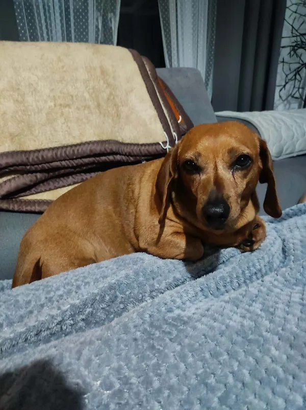 Zaginął pies, Stróża, 12 stycznia 2026