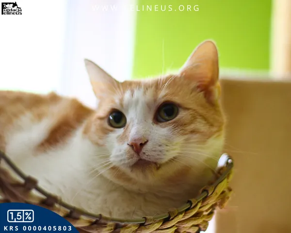 Kot do adopcji, Rzeszów, 12 stycznia 2026 (2/4)