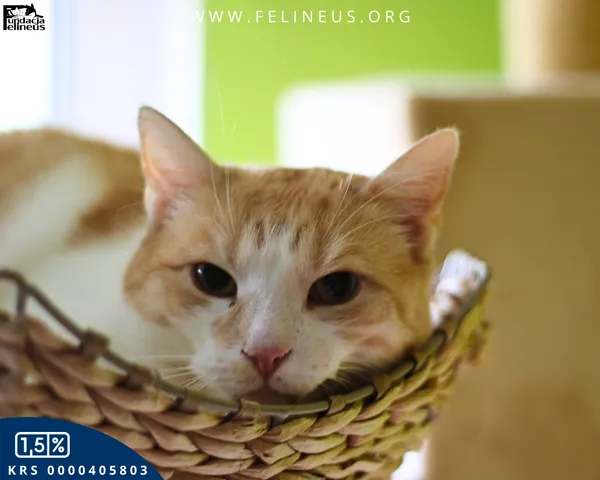 Kot do adopcji, Rzeszów, 12 stycznia 2026 (3/4)