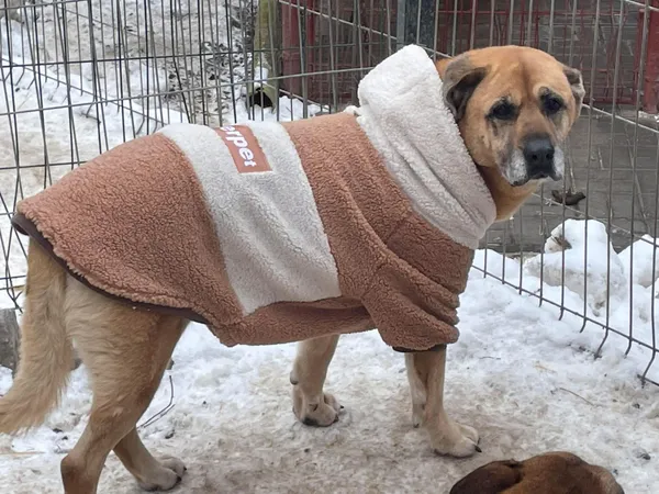 Oddam psa, Nowakowo, 12 stycznia 2026