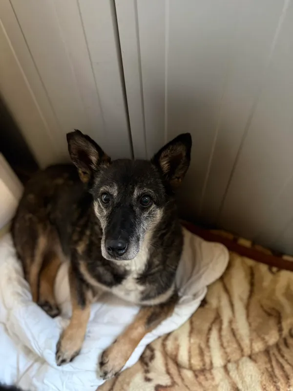 Oddam psa, Nowe Pole, Nowe Pole, 12 stycznia 2026