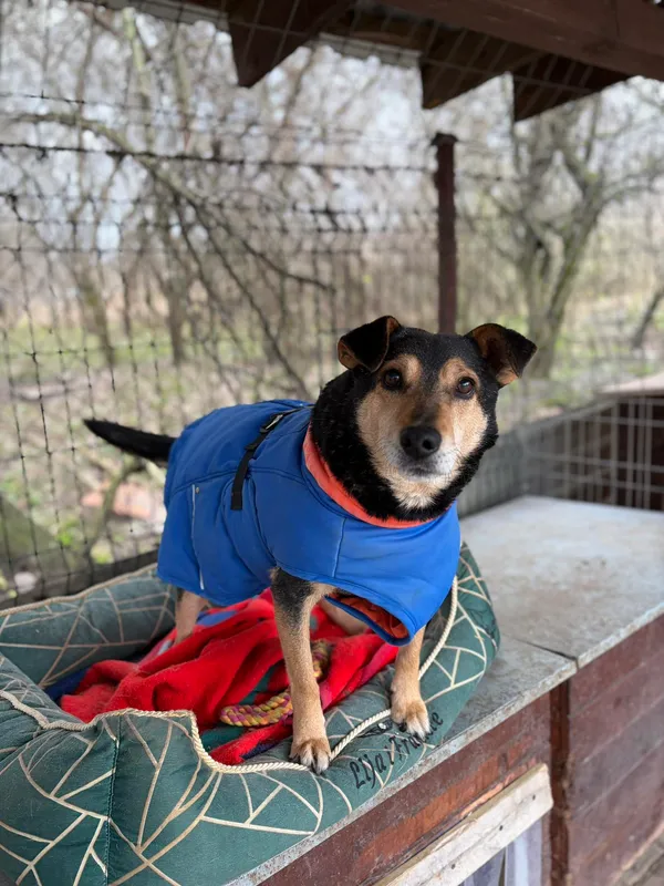 Oddam psa, Kazimierzowo, 12 stycznia 2026