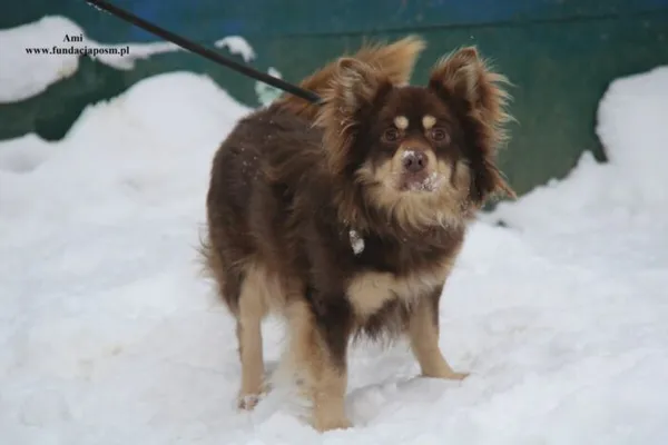 Pies do adopcji, Nowy Dwór Mazowiecki, 12 stycznia 2026 (1/5)