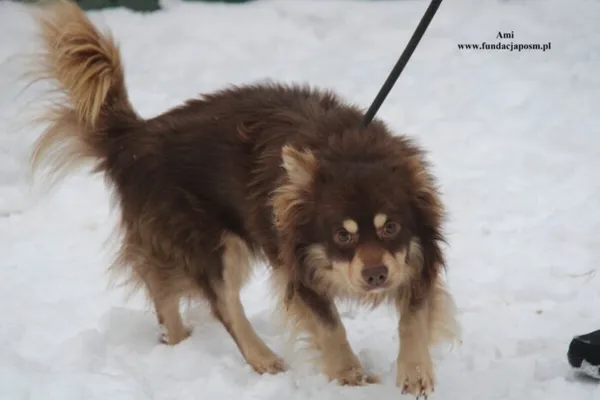 Pies do adopcji, Nowy Dwór Mazowiecki, 12 stycznia 2026 (2/5)