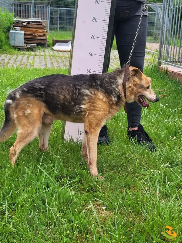 Znaleziono psa, Skałowo, 10 czerwca 2026 (3/3)