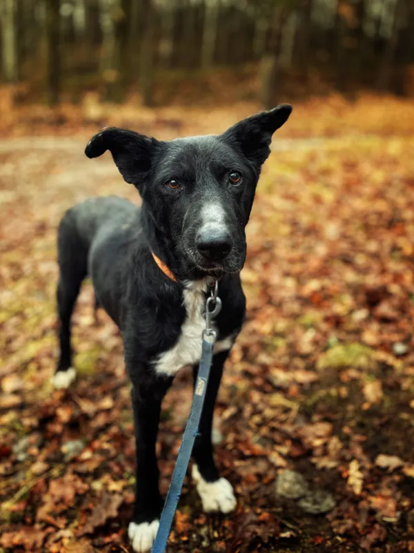 Pies do adopcji, Dłużyna Górna, 12 stycznia 2026 (3/5)