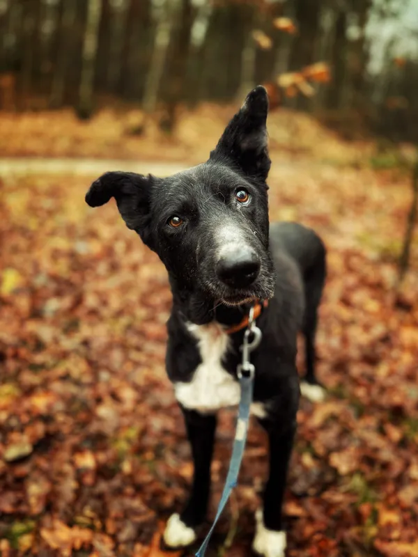 Pies do adopcji, Dłużyna Górna, 12 stycznia 2026 (5/5)