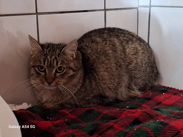 Kot do adopcji, Orzechowce, 10 stycznia 2026