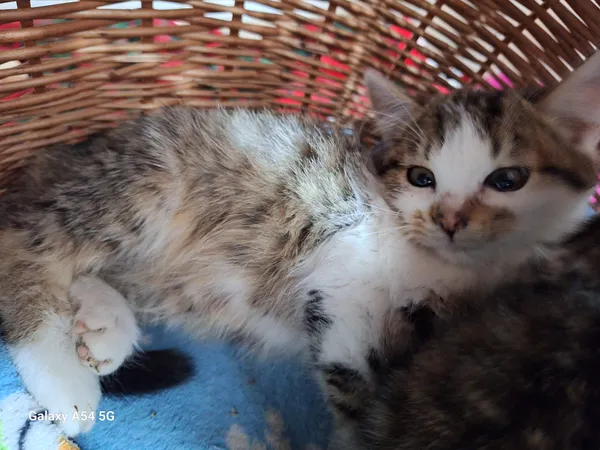 Kot do adopcji, Orzechowce, 10 stycznia 2026