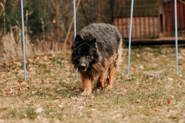 Pies do adopcji, Czartki, 12 stycznia 2026 (1/5)