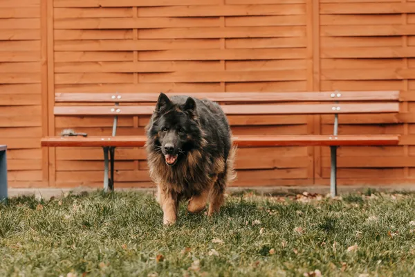 Pies do adopcji, Czartki, 12 stycznia 2026 (2/5)