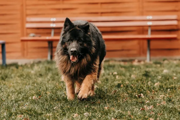 Pies do adopcji, Czartki, 12 stycznia 2026 (3/5)