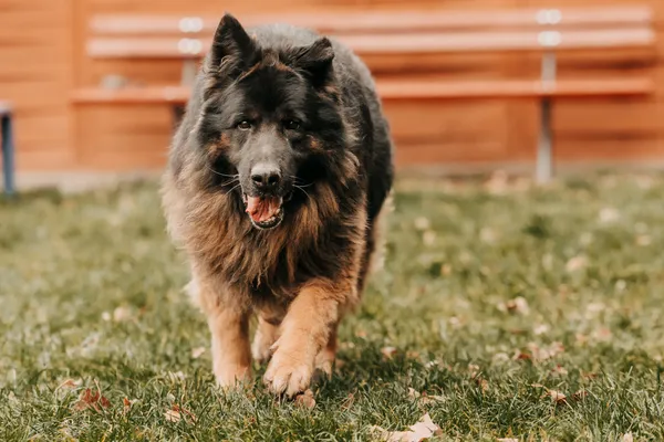 Pies do adopcji, Czartki, 12 stycznia 2026 (4/5)