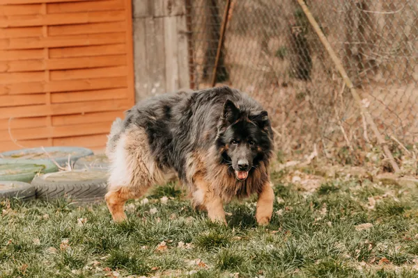 Pies do adopcji, Czartki, 12 stycznia 2026 (5/5)