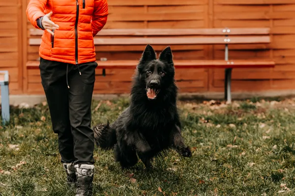 Pies do adopcji, Czartki, 12 stycznia 2026 (1/5)