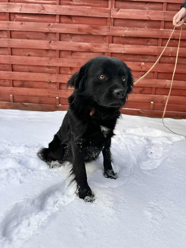 Znaleziono psa, Czartki, 12 stycznia 2026