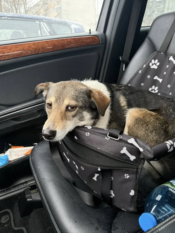 Znaleziono psa, Łódź, 12 stycznia 2026