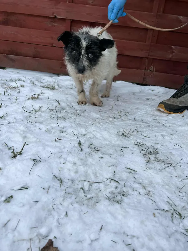 Znaleziono psa, Czartki, 12 stycznia 2026